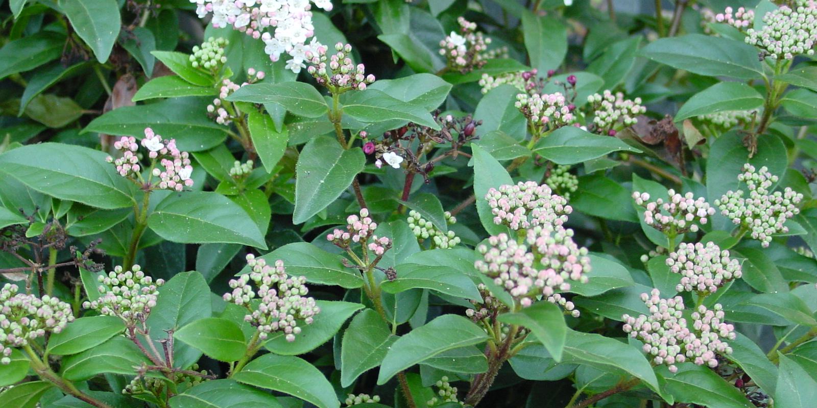 Plante : VITI