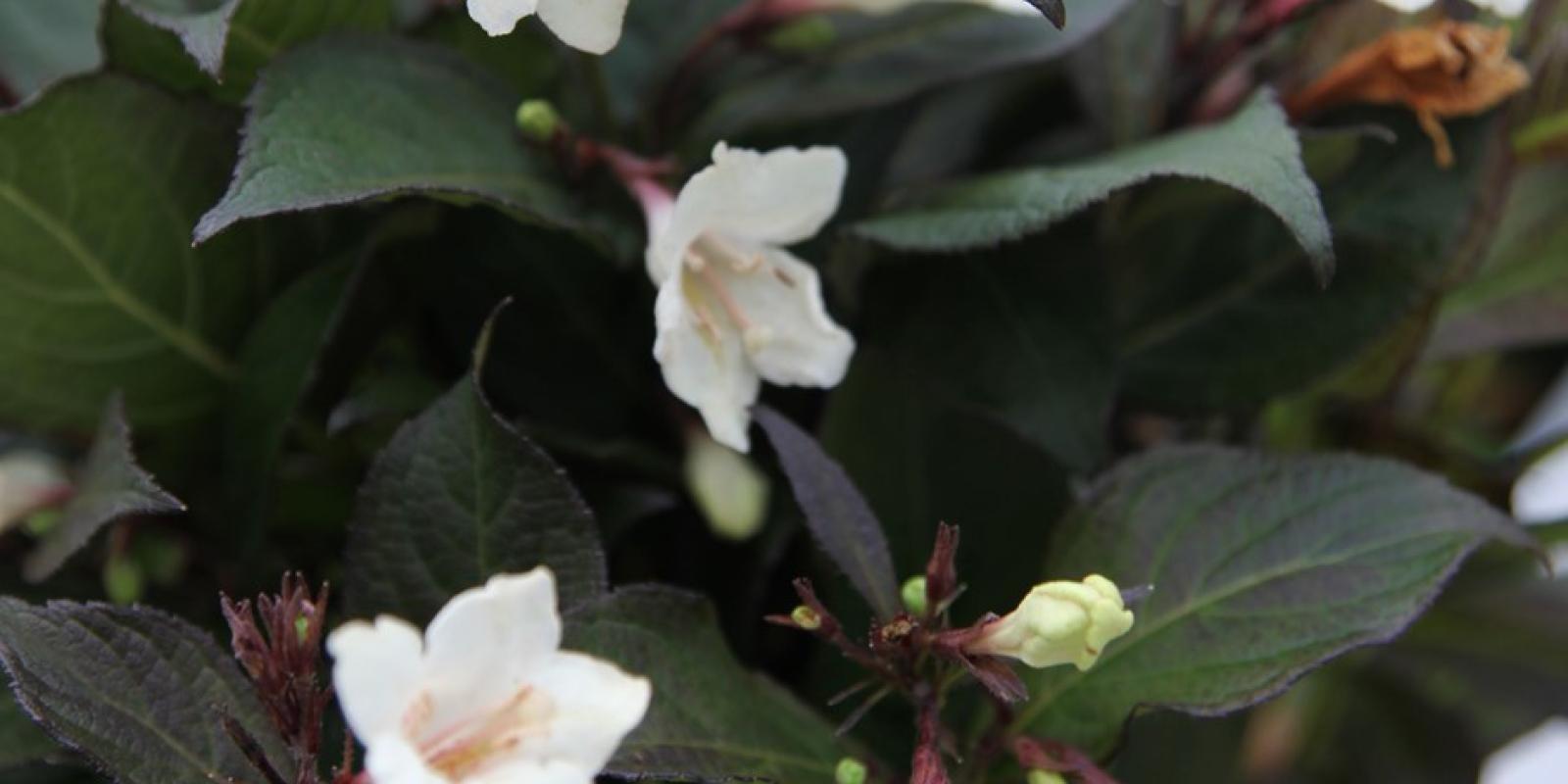 Plante : WEFLEBIV