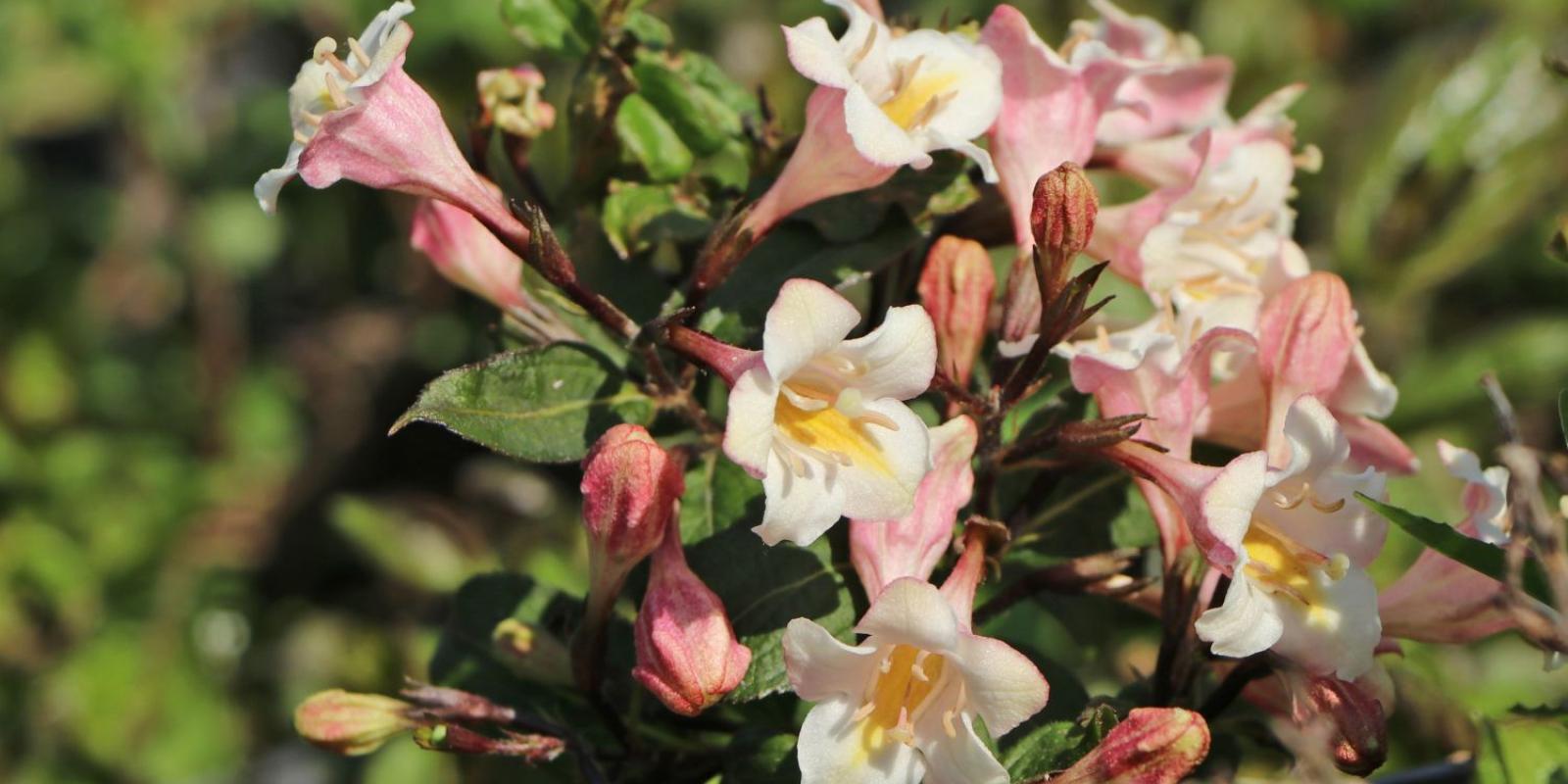 Plante : WEVILO