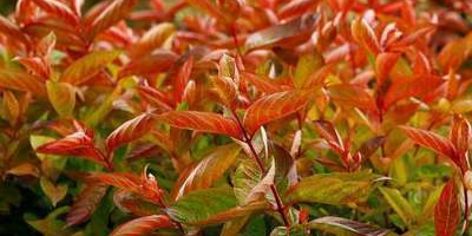 Plante : WEWIFI
