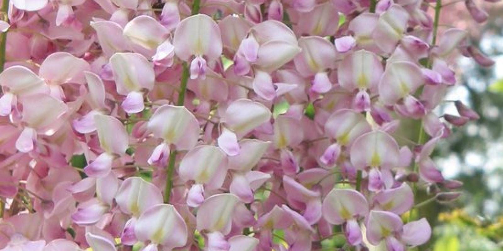Plante : WIFLRO