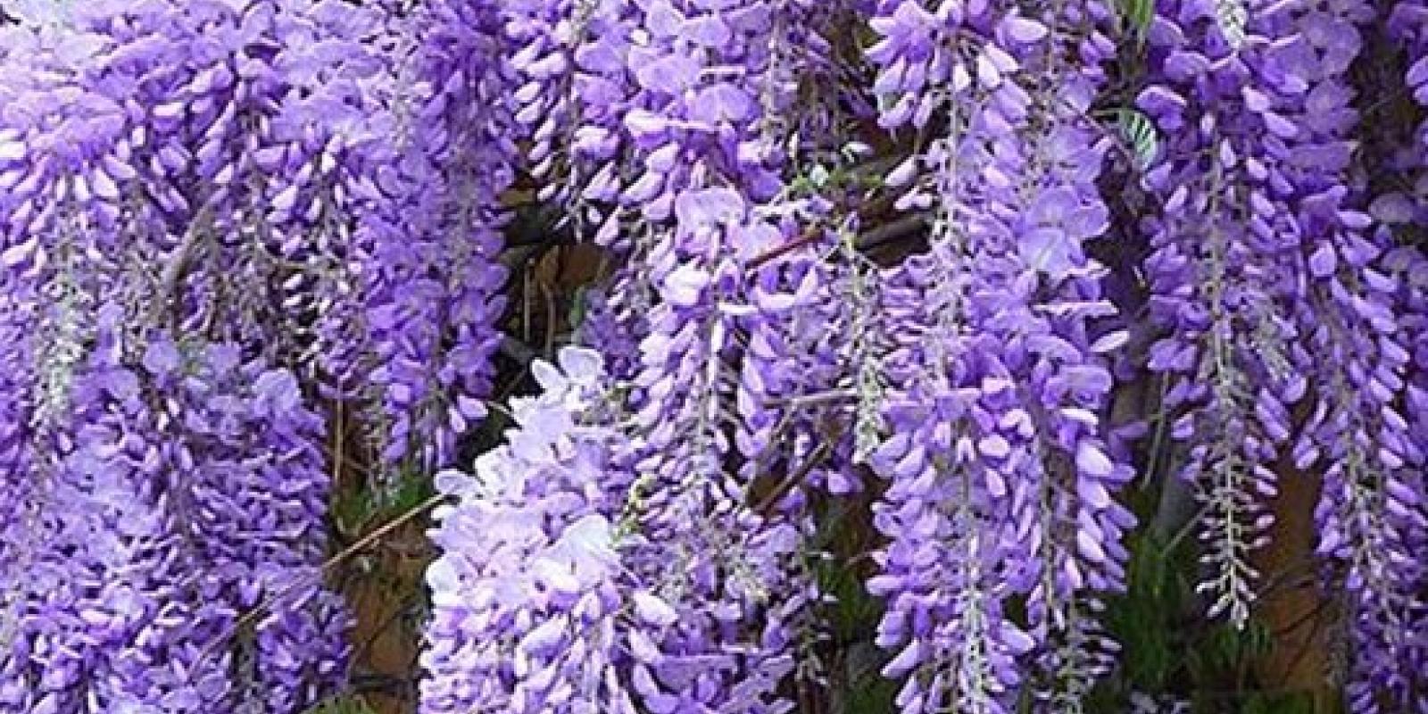 Plante : WISIH