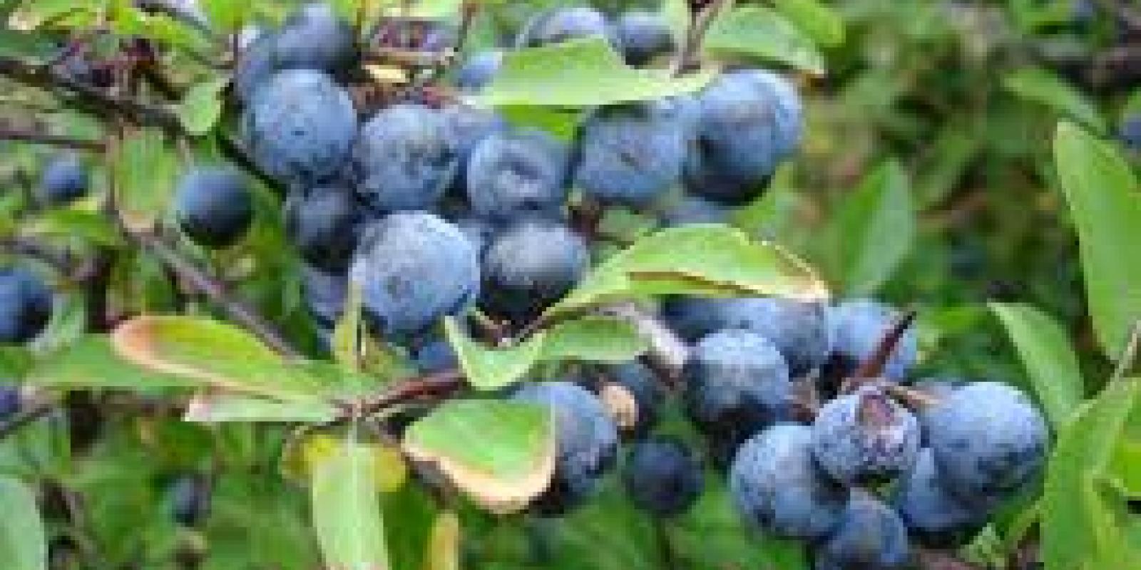 Plante : prsp