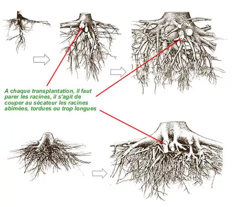 Transplantation