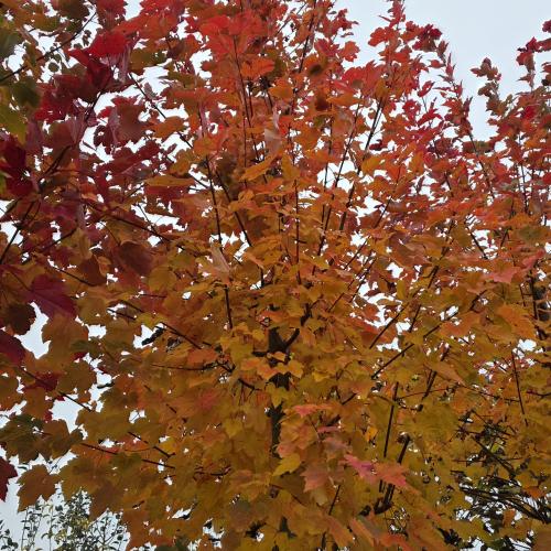 Acer october Glory 