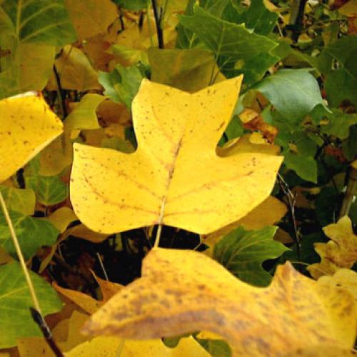 feulliage d'automne