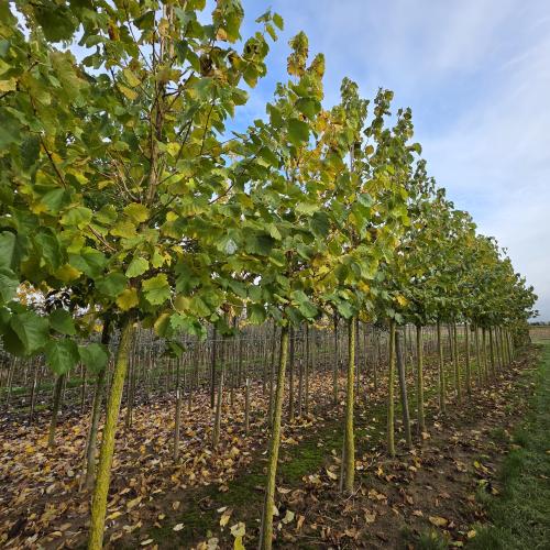 Corylus colurna