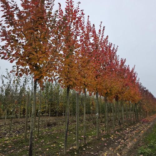 Couleur d'automne 