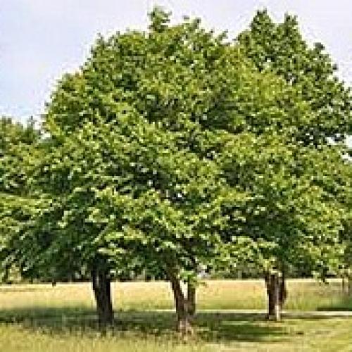 corylus colurna