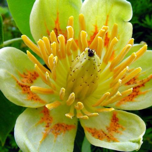 floraison