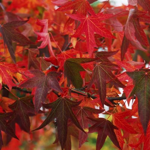 feulliage d'automne