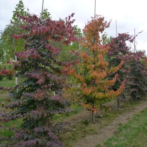 Parrotia