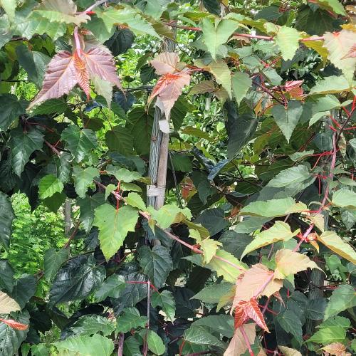 Acer davidii