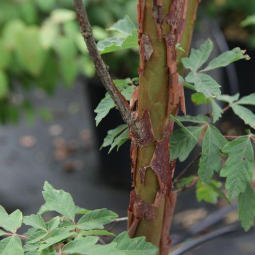 Acer griseum écorce