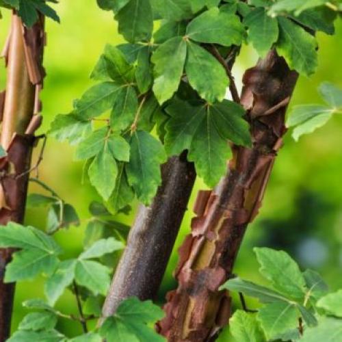 Acer griseum