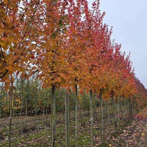 Acer rubrum