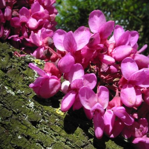 floraison