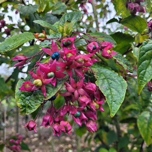 Clero fruit