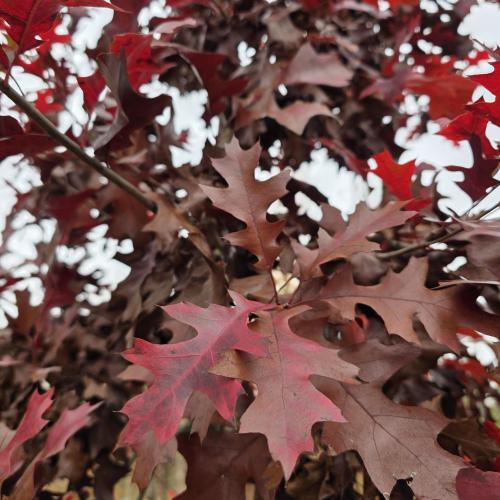 Quercus bucklei