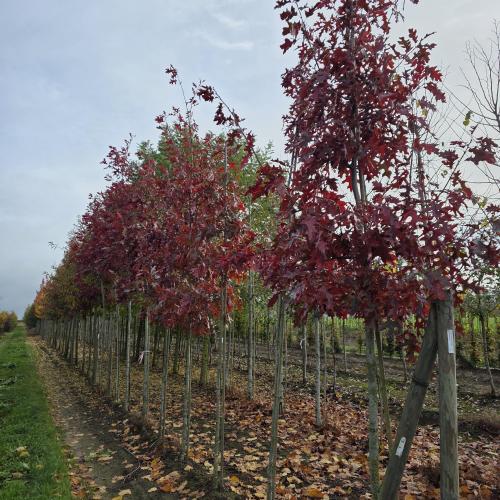 Quercus coccinea Splendens 14/16