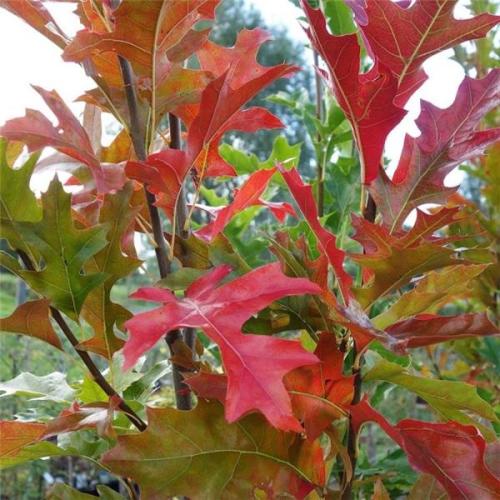 Quecus palustris feuillage d'automne