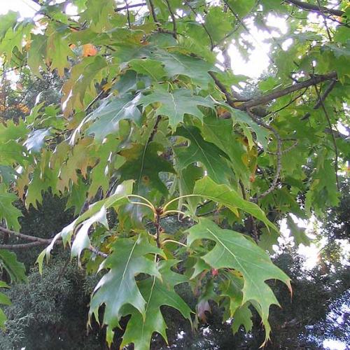feuillage d'été