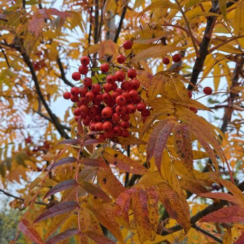 Sorbus dodong fruit