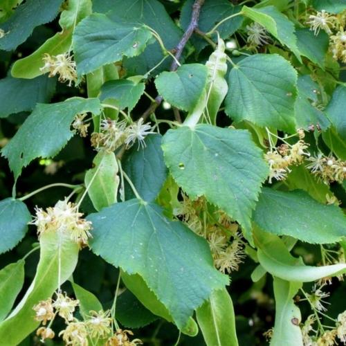 floraison