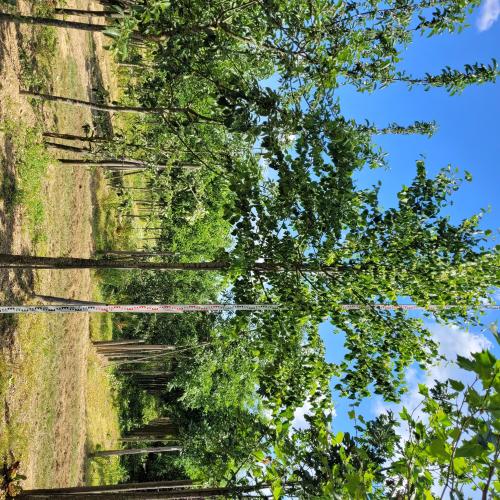 Tilia cordata 20/25