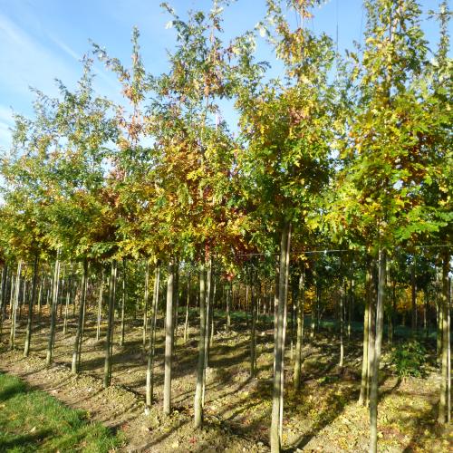 Quercus cerris
