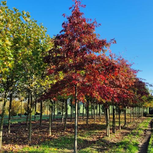 Quercus palustris automne