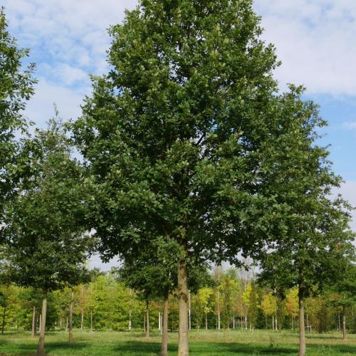 Quercus petraea