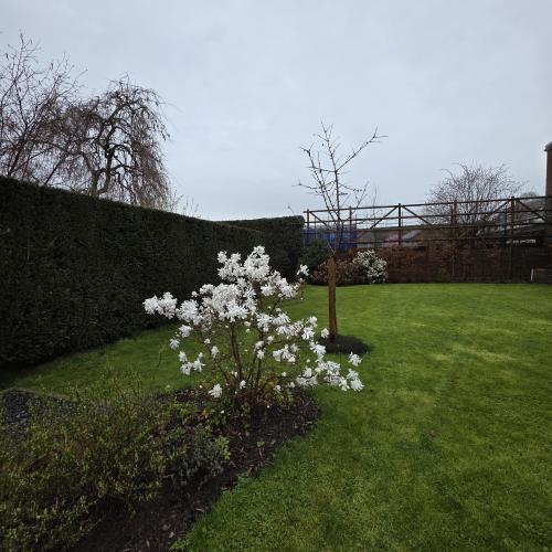 Buisson
