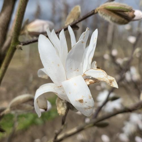 Floraison 