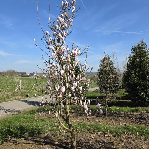 Magnolia