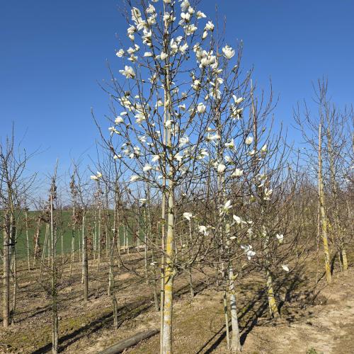 Magnolia 18/20