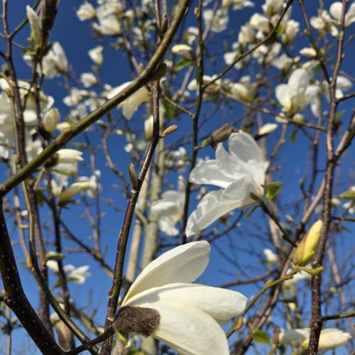 Floraison