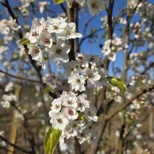 Floraison