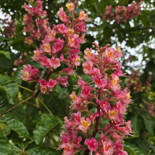 Floraison en mai