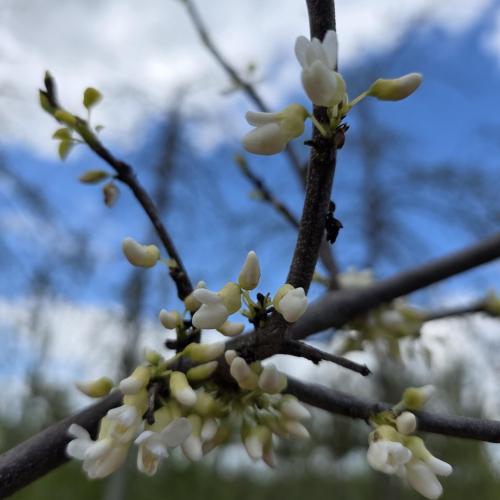 Cercis canadensis Royal White floraison