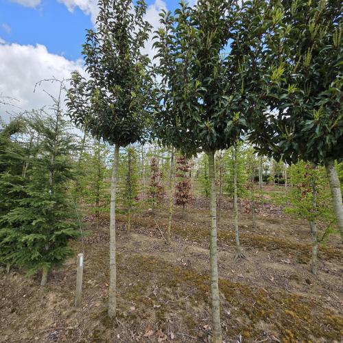 Prunus lusitanica Brenellia 16/18