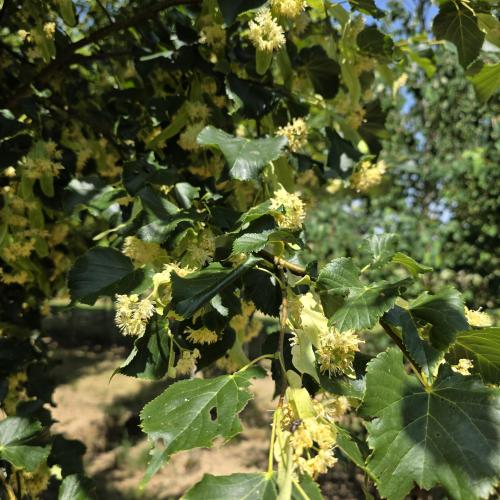 Floraison et feuillage en juin