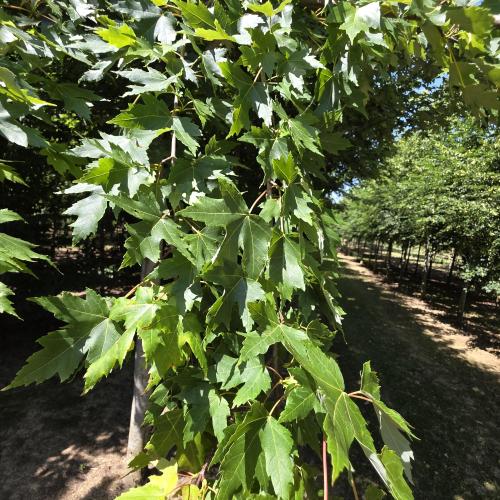 feuillage d'été