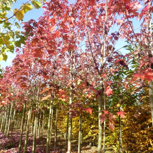 feulliage d'automne