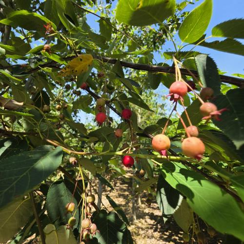 Juin fruitification