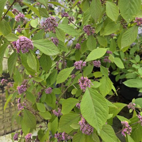 floraison mai- juin