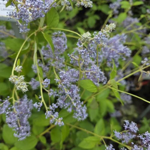 floraison juin