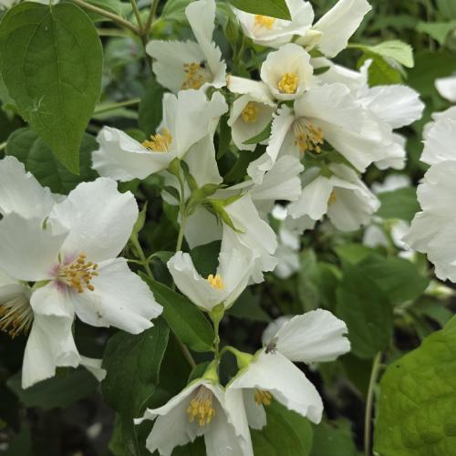 floraison mai juin