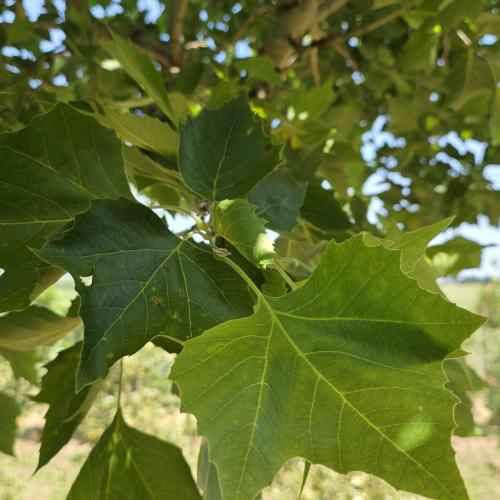 feuillage d'été