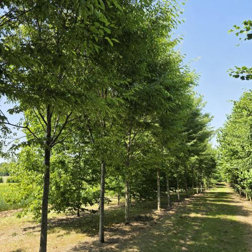 feuillage d'été